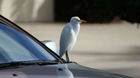 Un pájaro salva a un conductor alemán de una multa por exceso de velocidad (FOTO)