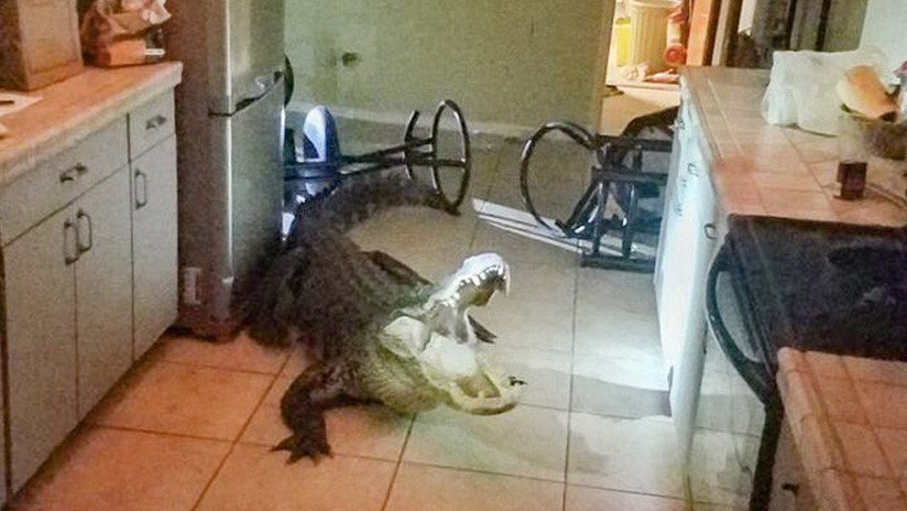 FOTOS, VIDEO: Un enorme caimán irrumpe en la cocina de una casa en EE.UU.