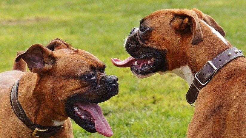 VIDEO: Dos perros se lanzan al rescate de su amo cuando dos ladrones lo atracaban en Buenos Aires