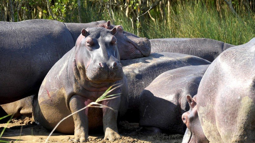 VIDEO: Un 'equipo' de hipopótamos invade un campo de rugby en Sudáfrica y se hace viral en la Red