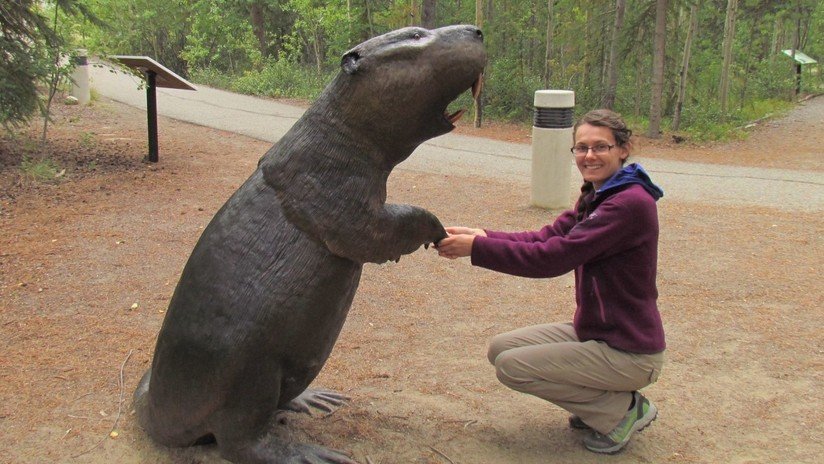 Descubren por qué se extinguieron los castores gigantes, que llegaban a medir hasta 2 metros