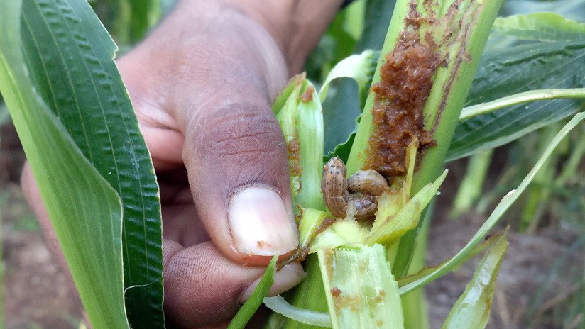 Una plaga de larvas hambrientas pone en peligro la agricultura en todo el mundo