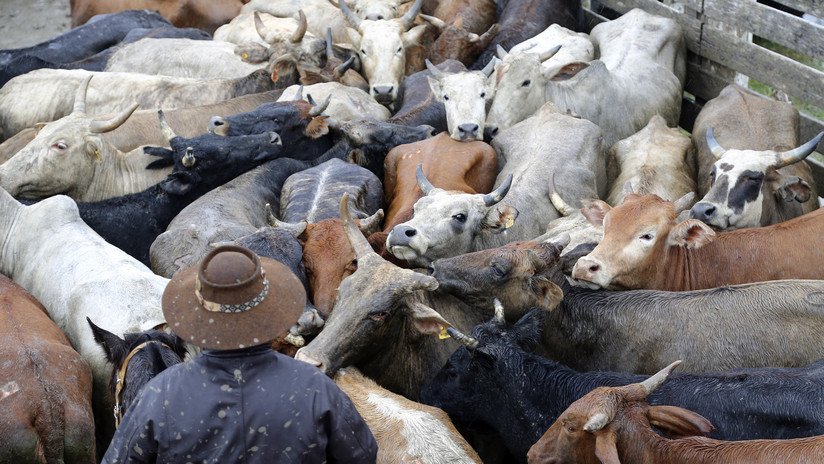 Confirman en Brasil un caso atípico del mal de la 'vaca loca' que obliga a Corea del Sur y China a suspender importaciones de su carne vacuna