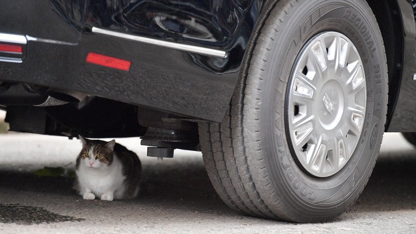 FOTO: El gato Larry de Downing Street provoca un "problema de seguridad" al refugiarse bajo limusina de Trump