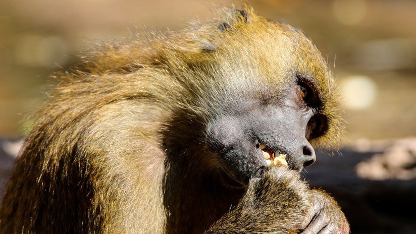 VIDEO: Un babuino atrapa a dos patitos en un zoológico y los devora ante los horrorizados ojos de los niños