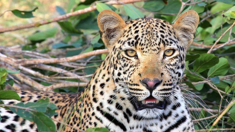 Un leopardo roba a un bebé de su cama y lo devora en la selva en la India