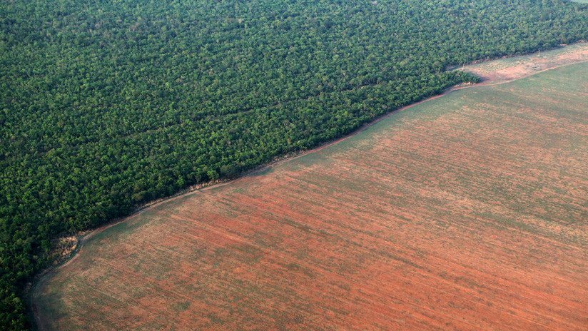 Amazonía en peligro: la deforestación del 'pulmón vegetal del mundo' crece en la era Bolsonaro