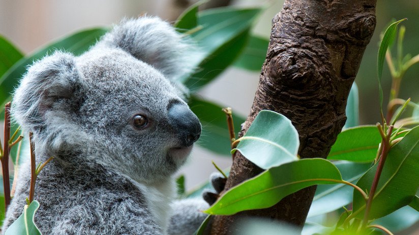FOTO: Con solo cuencos de agua se podría salvar a los koalas de la extinción