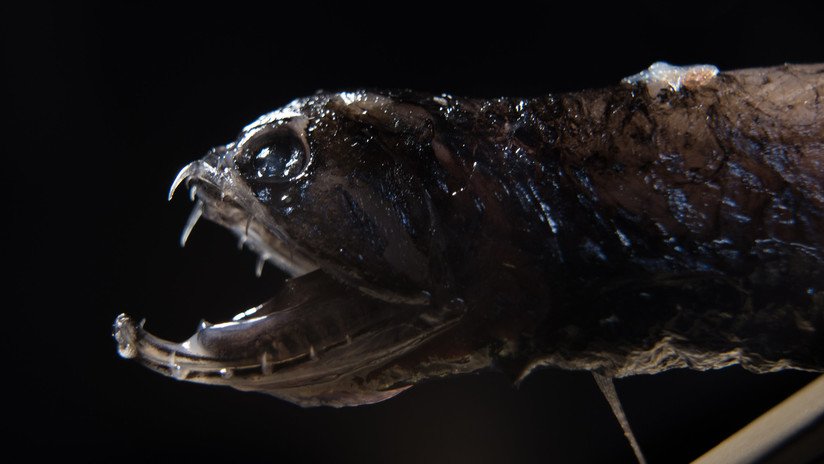 Científicos descubren por qué los peces demonio tienen los dientes transparentes