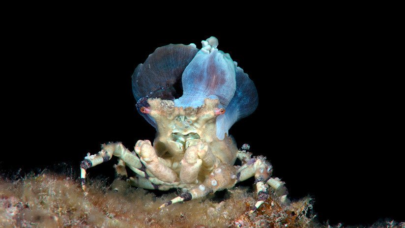 VIDEO: Un astuto cangrejo lleva una medusa como sombrero para protegerse de los depredadores