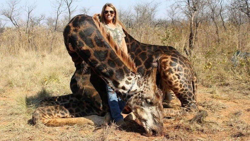 Cazadora de EE.UU. criticada por matar a una rara jirafa se jacta de que se la comió y que "estaba deliciosa"