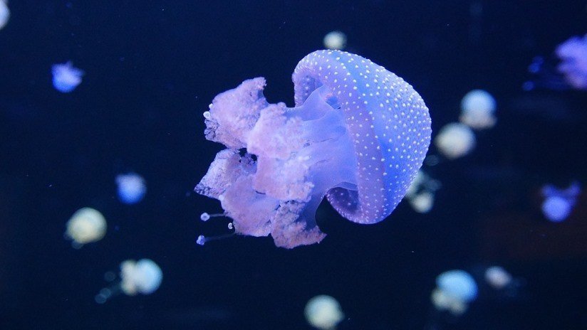 Danza salvaje: Buceador capta impresionante encuentro de una medusa con una burbuja en forma de anillo (VIDEO)
