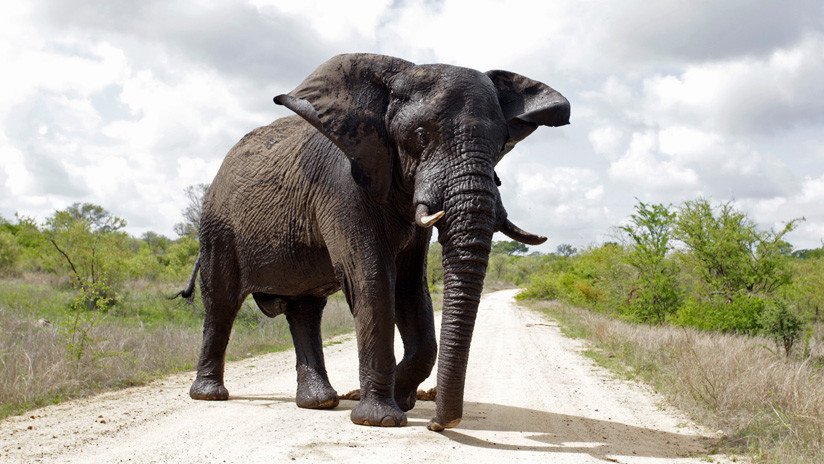 Muere atacado por un elefante un guarda que protegía a unos mineros de unos leones escapados de un parque nacional sudafricano