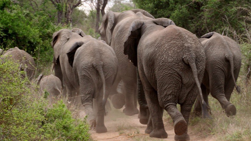 VIDEO: Elefantes protagonizan un 'cortejo fúnebre' para una cría muerta