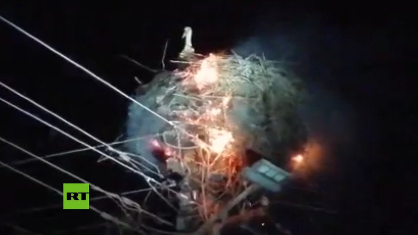 VIDEO: Una cigüeña protege a sus polluelos tras producirse un incendio en su nido