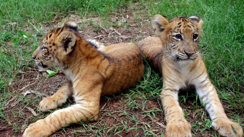 Un híbrido entre una tigresa y un león es el felino más grande del mundo (VIDEO)