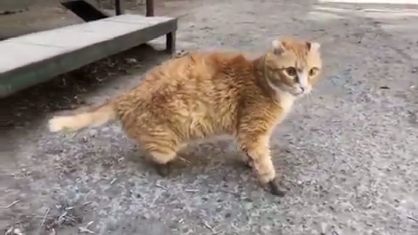 VIDEO: Así es Ryzhik, el gato ruso que volvió a caminar gracias a sus patas de titanio