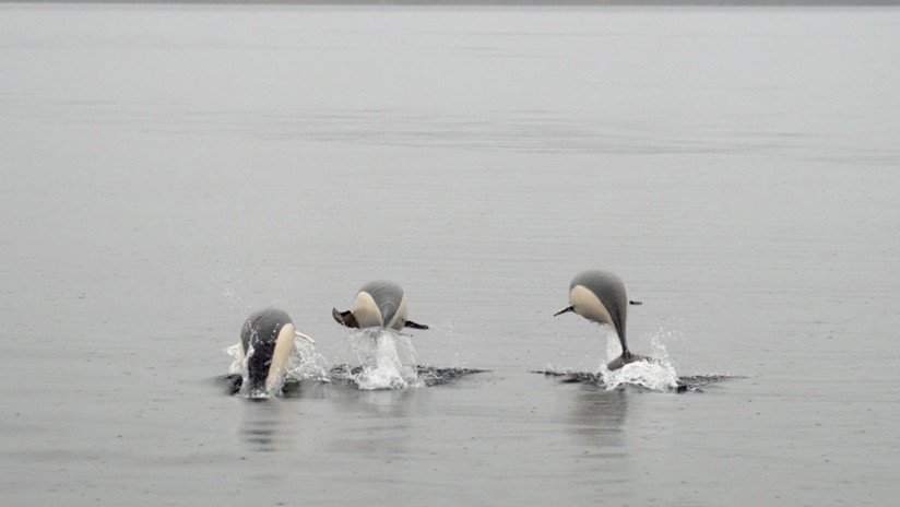 FOTO: Fotografían por primera vez a un delfín liso en el estrecho de Magallanes 