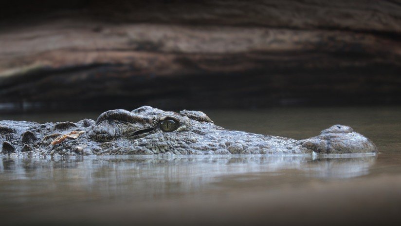 FOTO: Captan a un caimán con un cuchillo en la cabeza en un lago de Texas