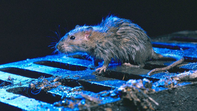 Hordas de ratas del "tamaño de un gato" invaden una ciudad neozelandeza