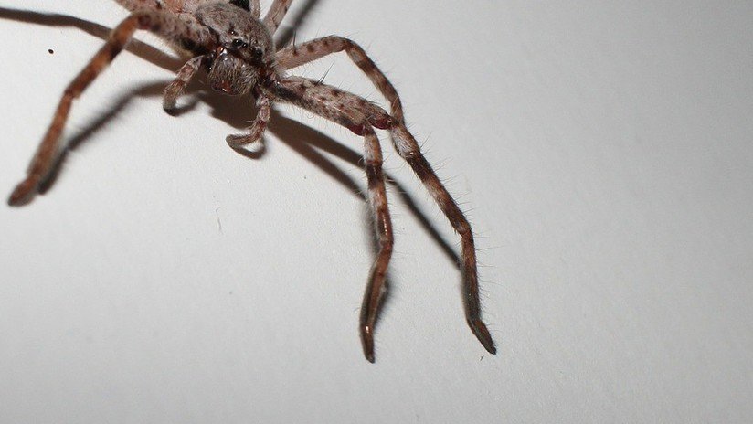 FOTO: Una araña gigante devora una zarigüeya pigmea ante la mirada de unos turistas