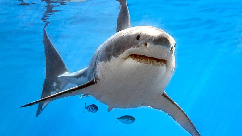 FOTOS: Avistan a un gran tiburón blanco frente a las costas de EE.UU.