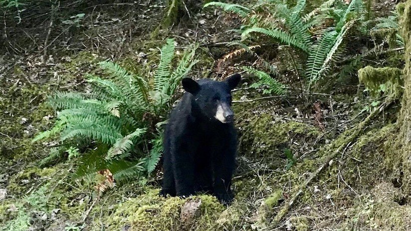 Autoridades sacrifican a un oso por acostumbrarse al contacto con turistas que le daban comida en EE.UU.