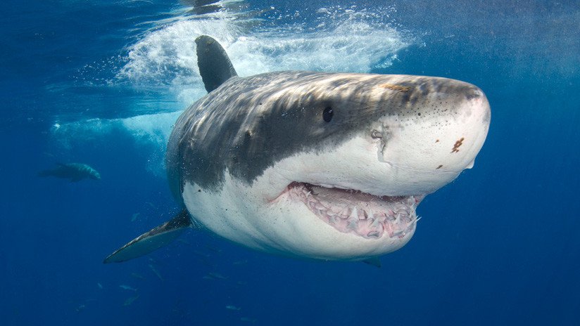VIDEO: Un enorme tiburón blanco aterroriza a unos pescadores al robarles el cebo que tenían en el barco