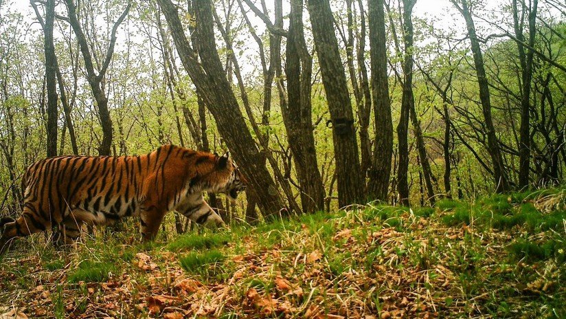 FOTOS: Un tigre de Amur curioso se toma un selfi al espiar una cámara camuflada