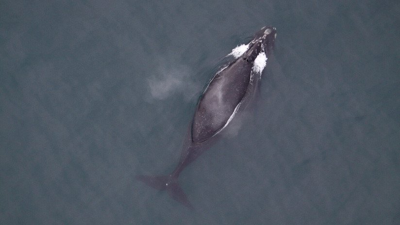 VIDEO: Graban el canto de una ballena franca por primera vez en la historia 