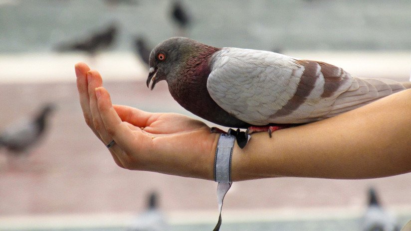 VIDEO: Multan a una mujer con 190 dólares por alimentar palomas con un trozo de salchicha
