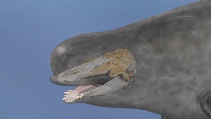 Confirman la primera evidencia de un híbrido de una beluga con un narval