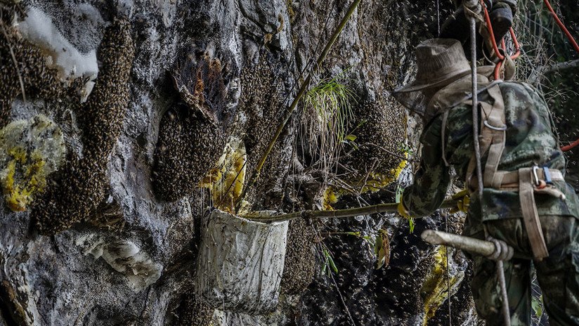 Así es el peligroso trabajo de los recolectores de miel de abeja gigante en las montañas chinas de Yunnan