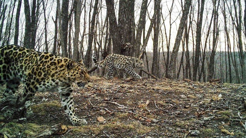 Desde el Lejano Oriente ruso llegan fotos de la leopardo hembra que es 'ahijada' de Pamela Anderson