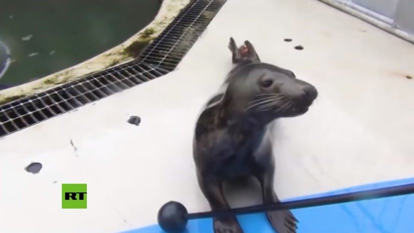 VIDEO: Científicos enseñan a focas 'cantar' un clásico tema de 'Star Wars' y los resultados son sorprendentes