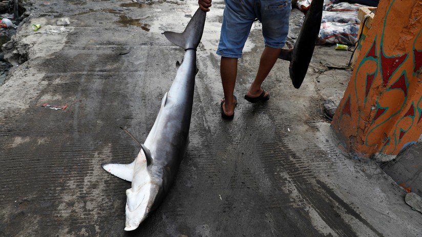 Canadá se convierte en el primer país del G-20 en prohibir el comercio de aletas de tiburón