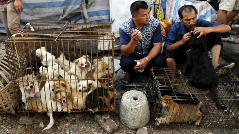 Más de 3,6 millones de personas firman la petición para prohibir el festival chino donde se consume carne de perro