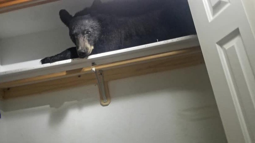 Un oso entra en una casa, se encierra en una habitación y duerme una siesta en un armario (FOTOS)