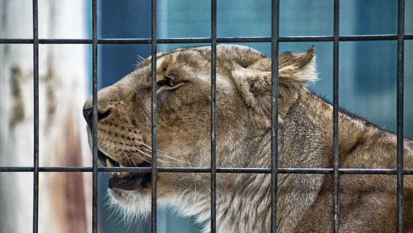 Acusan a un empresario de comprar leones criados en cautiverio para que sus clientes los maten en safaris