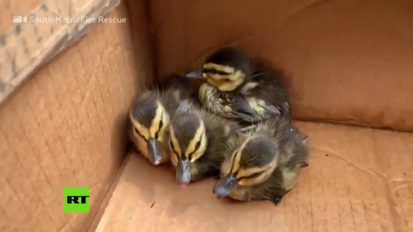 VIDEO: Dramático rescate de unos patitos con la ayuda de un video de YouTube