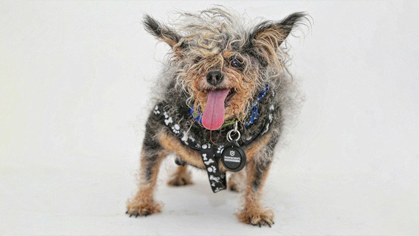 Eligen en EE.UU. al perro más feo del mundo (FOTOS)
