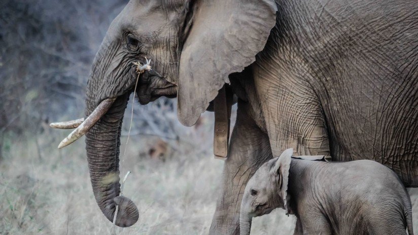 Peor que las balas: los 'reventadores de mandíbula' matan cada vez más elefantes en Sri Lanka