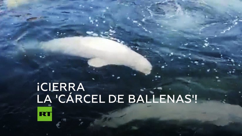Comienzan a liberar un centenar de orcas y belugas de la 'cárcel de ballenas' rusa