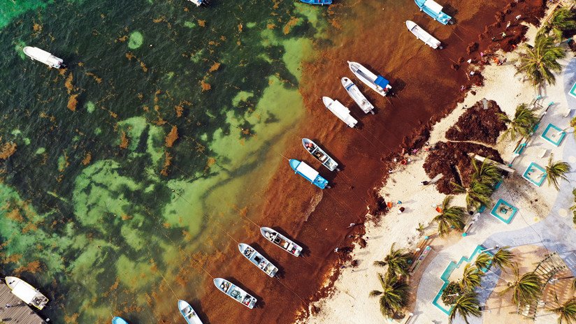 Así es el sargazo, el alga que tiene a las playas de México 'con el agua al cuello'