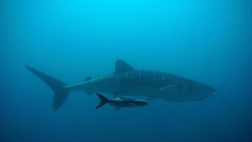 FOTO: Captan por primera vez un intento de apareamiento de tiburón ballena