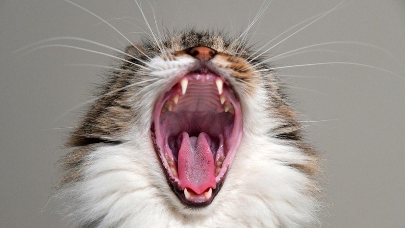Un gato sobrevive 35 minutos dentro de una lavadora (con enjuague y centrifugado incluidos)