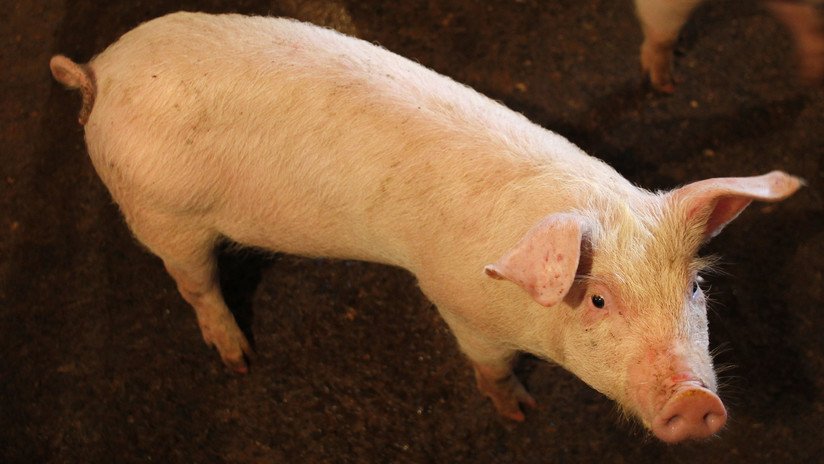 China suspende las importaciones de carne de cerdo de Canadá tras hallar certificados falsos