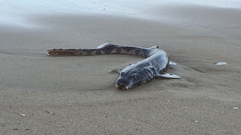 FOTOS: Un tiburón gato varado sorprende a los locales en una playa australiana