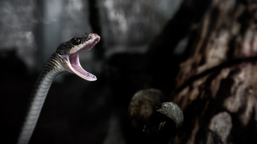 VIDEO: Una serpiente juega al 'tira y afloja' con un pescador para quedarse con su presa