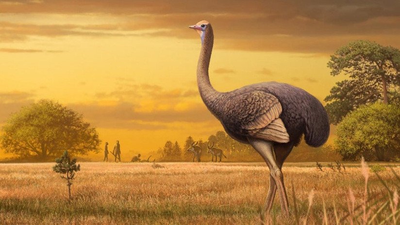 Hallan en Crimea un fósil de un ave gigante de 450 kilos y 3,5 metros de altura 